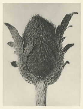 Image 100